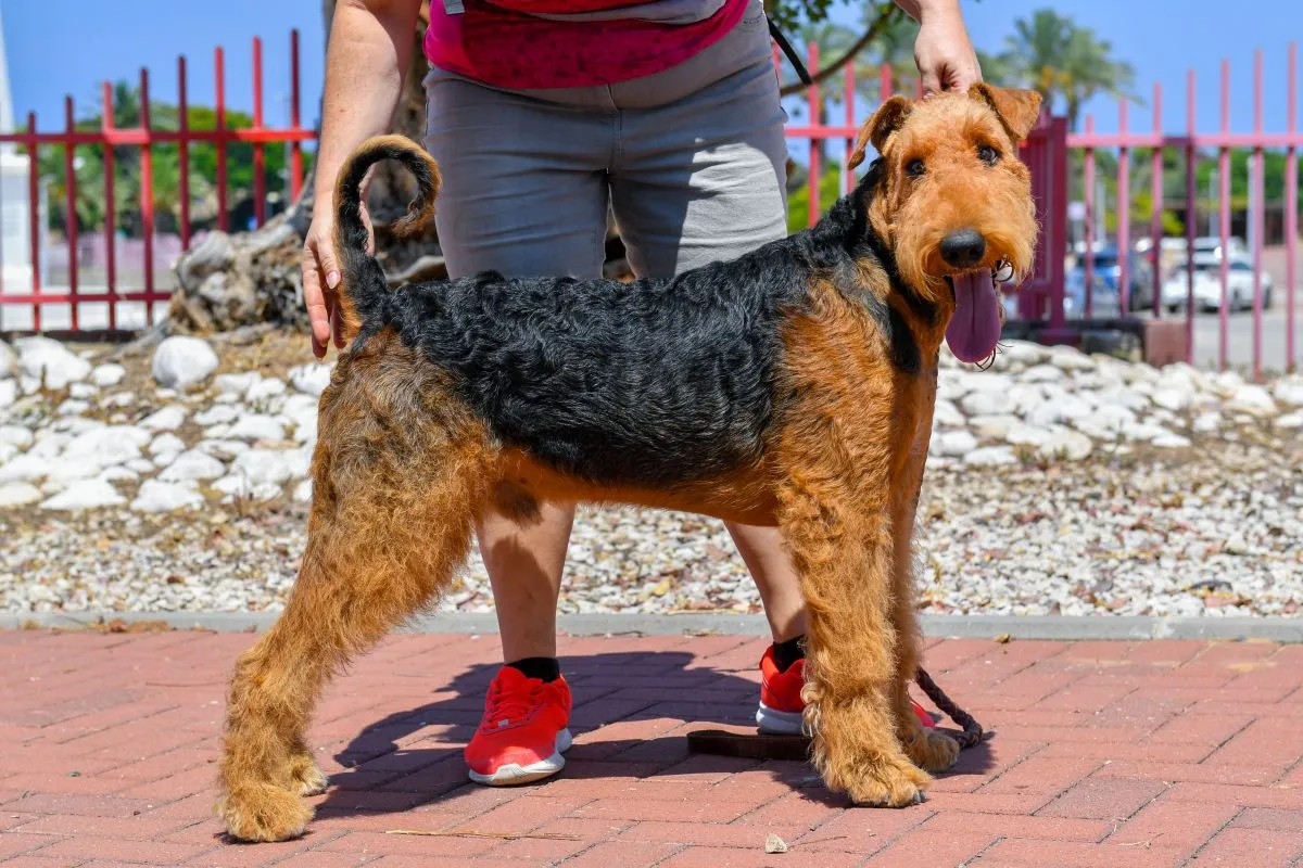 Airedale Terrier