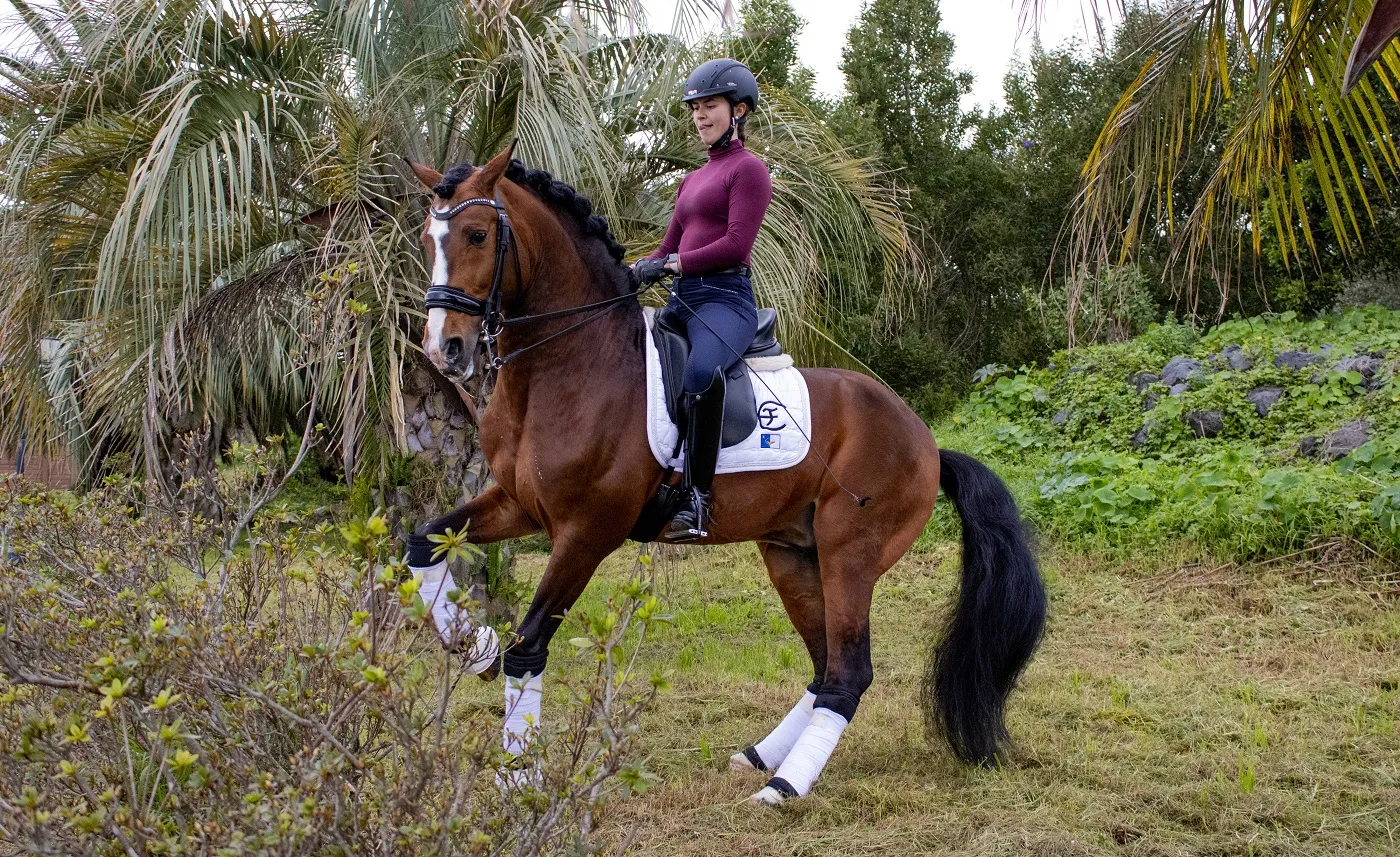 Călăreț de dresaj cu Lusitano Călăreț de dresaj cu Lusitano