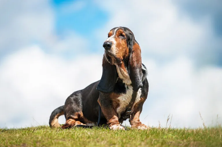 Basset Hound ce stă jos