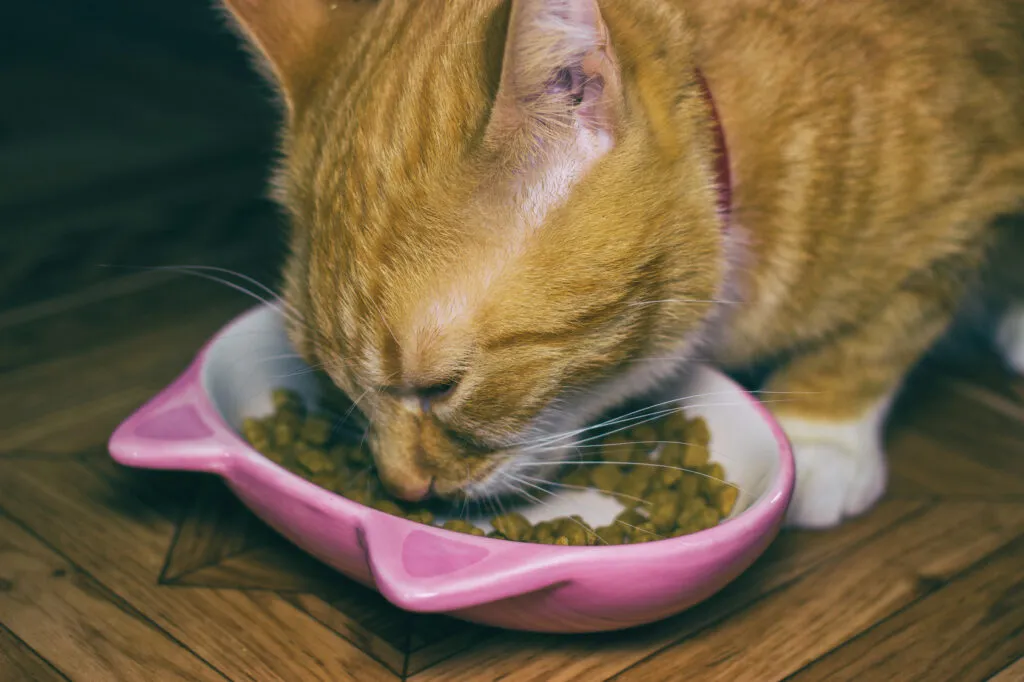 Pisică domestică roșcată mâncând