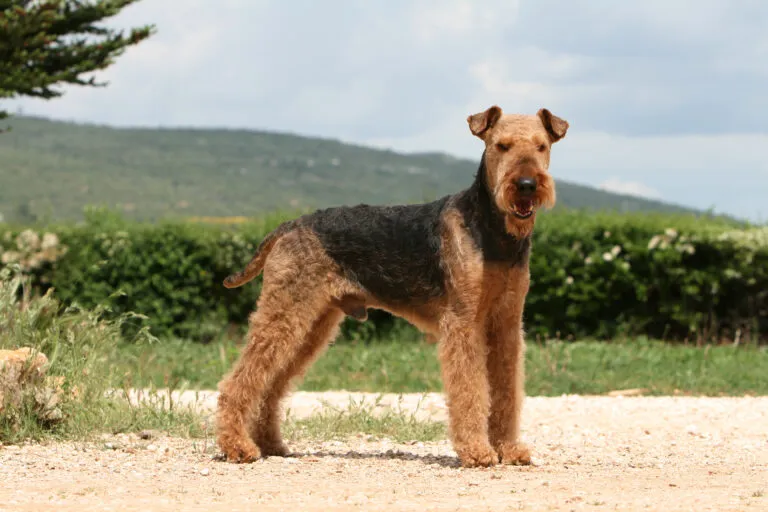 Profil Airedale Terrier