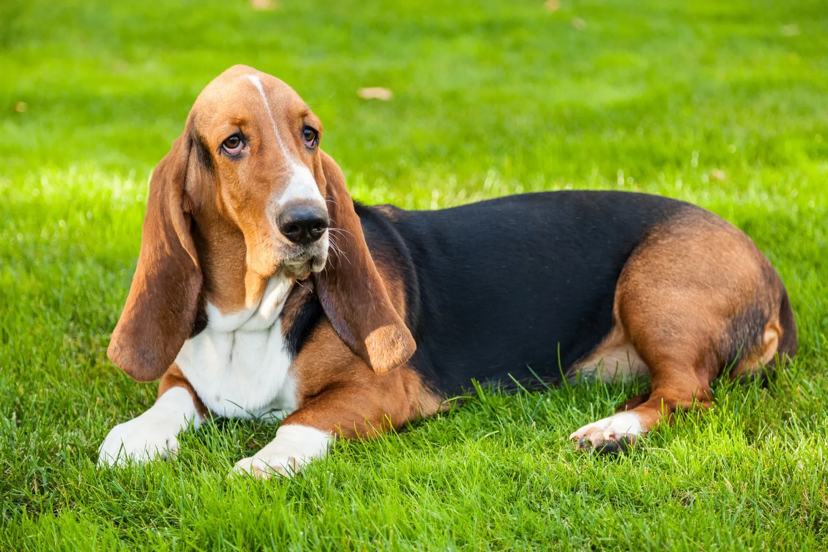 Basset Hound stă întins pe iarbă