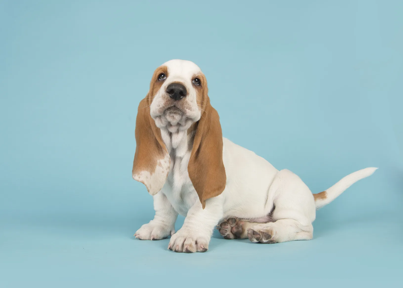 basset hound bicolor drăguț
