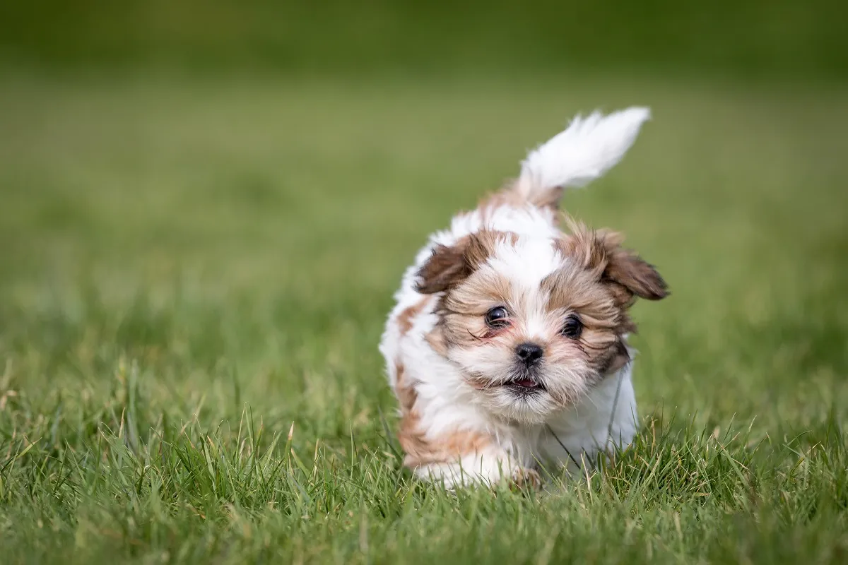 Cățel Shih Tzu
