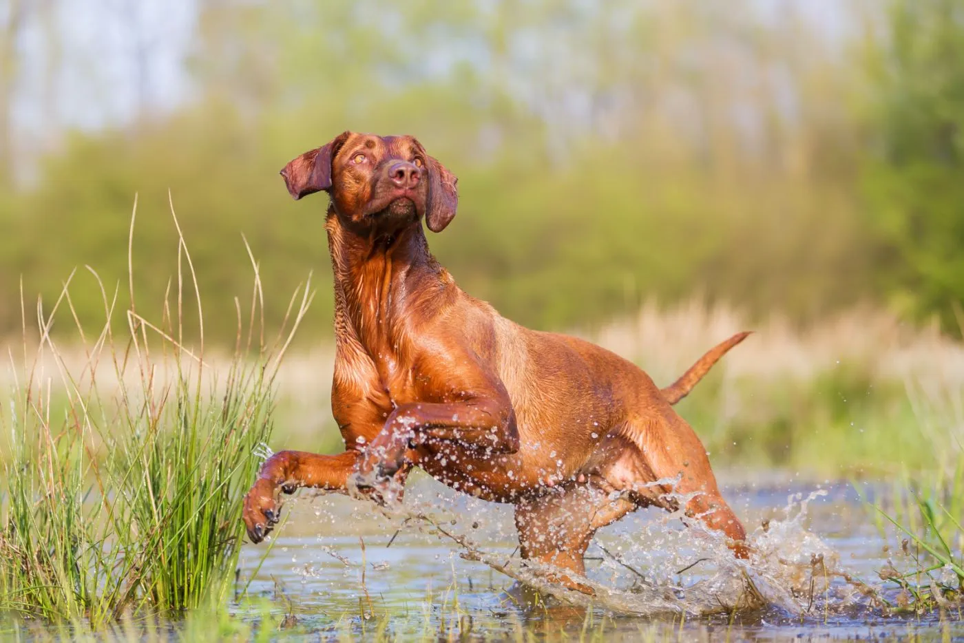 Rhodesian ridgeback alergând în apă