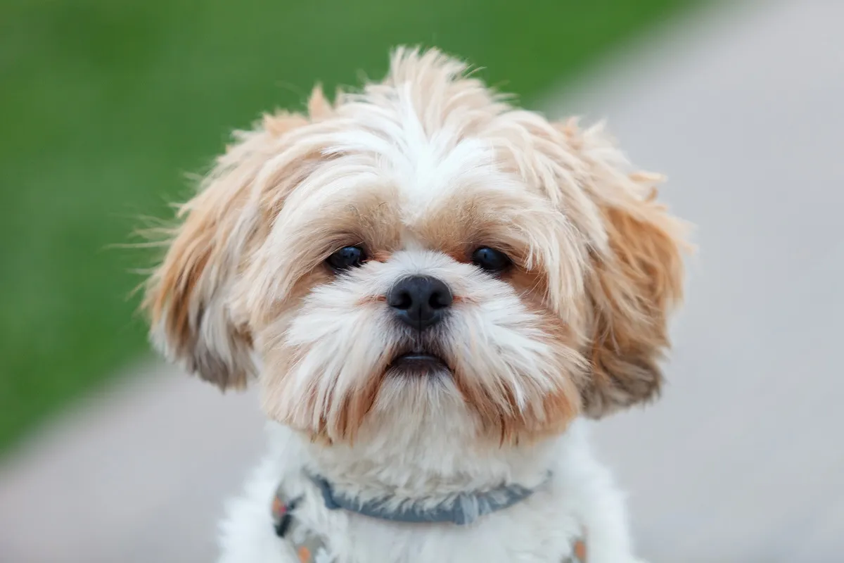 Portret Shih Tzu