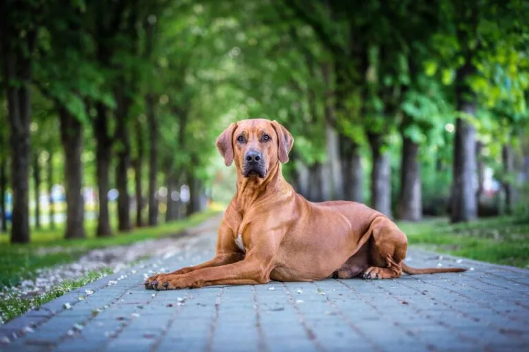 Rhodesian ridgeback într-un parc