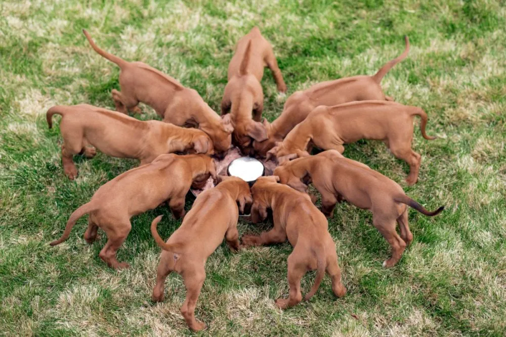 Căței Rhodesian ridgeback