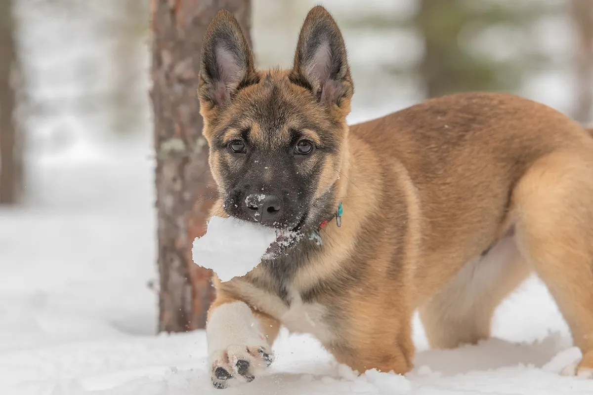 Cățel Laika din Siberia de Est