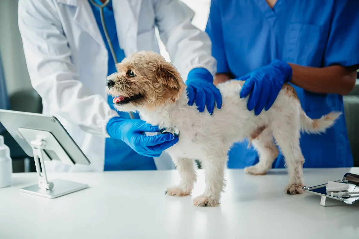 Veterinar și câine Shih Tzu