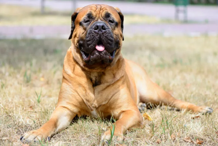 Bullmastiff mare