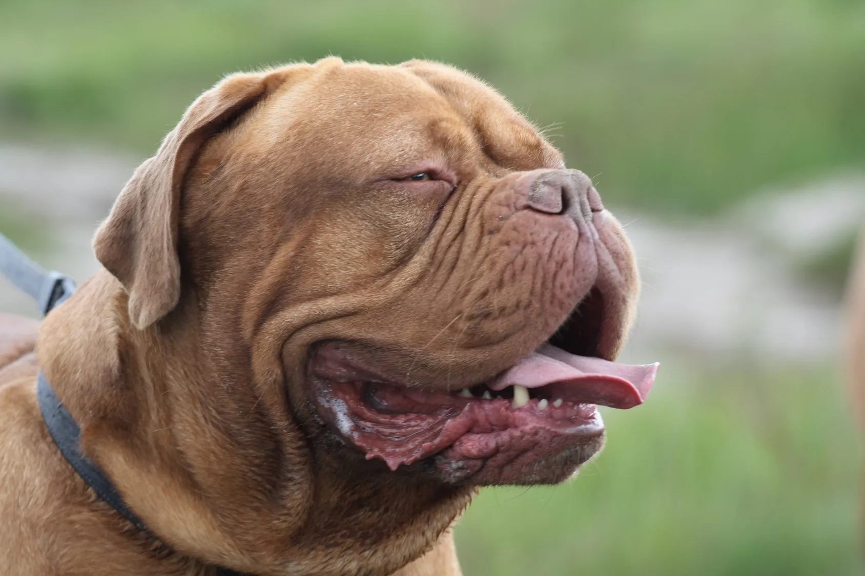 Dog de Bordeaux