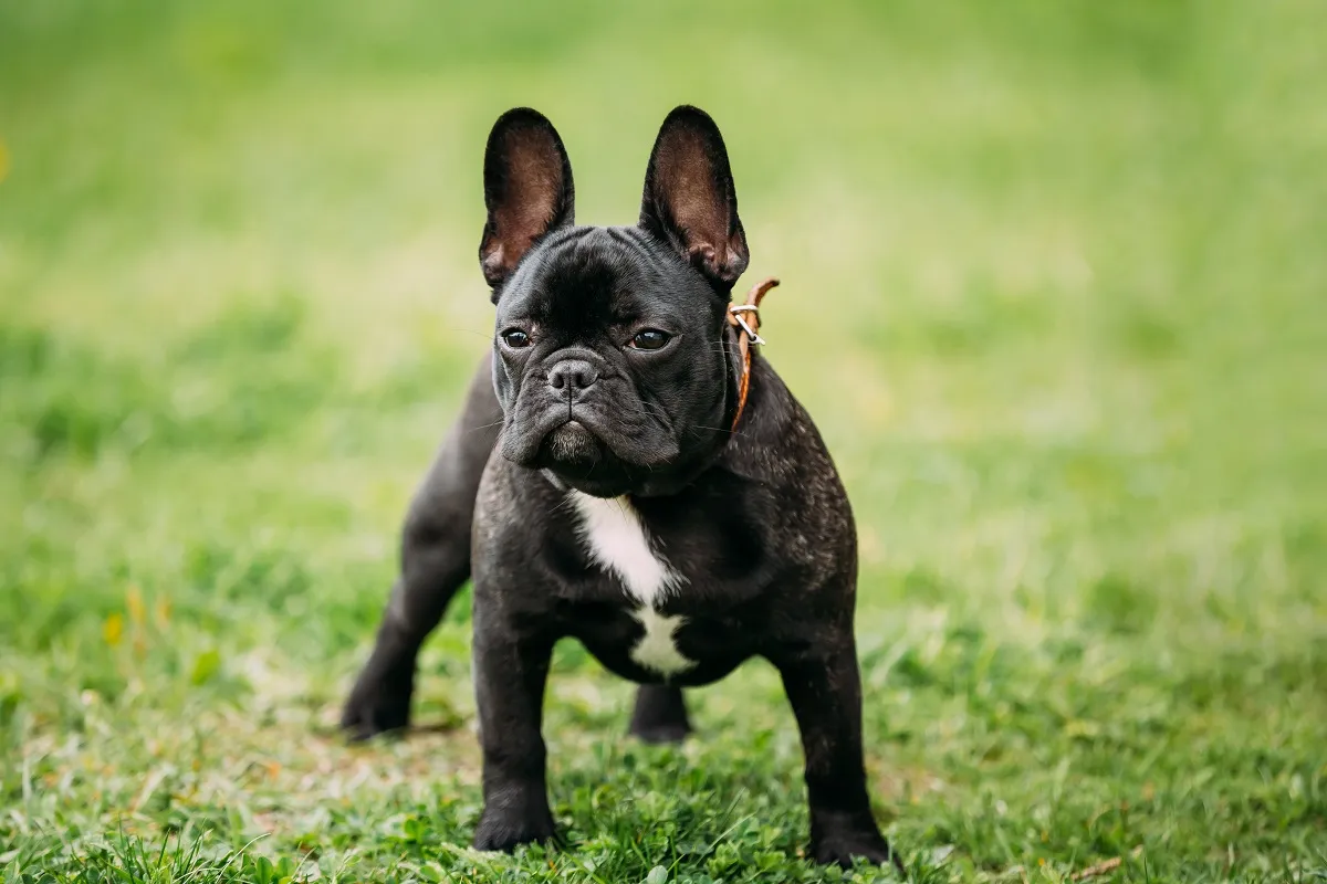 Bulldog Francez tânăr pe iarbă