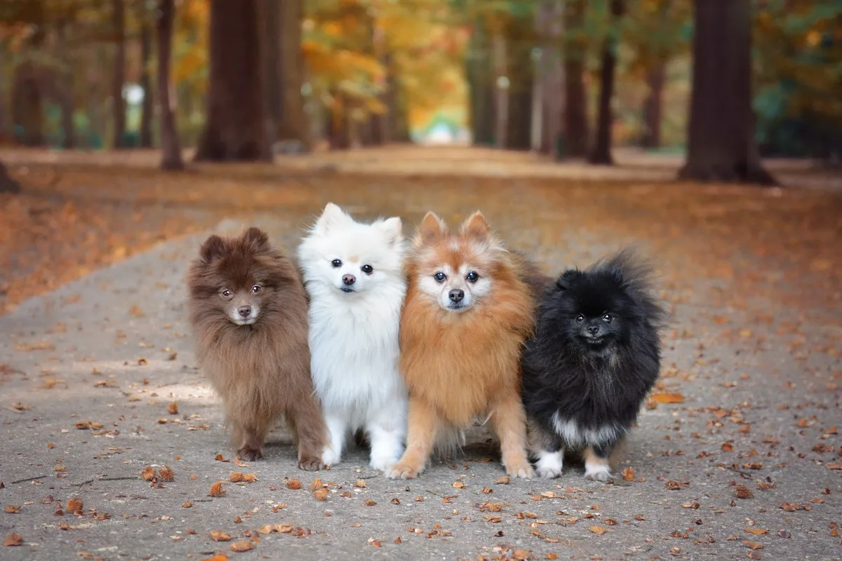 Pomeranieni toamna