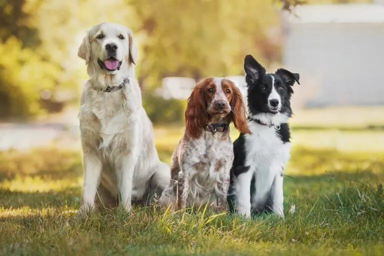 Golden Retriever Spaniel Border Collie