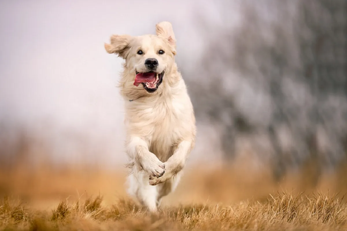 Câine alergând pe câmp