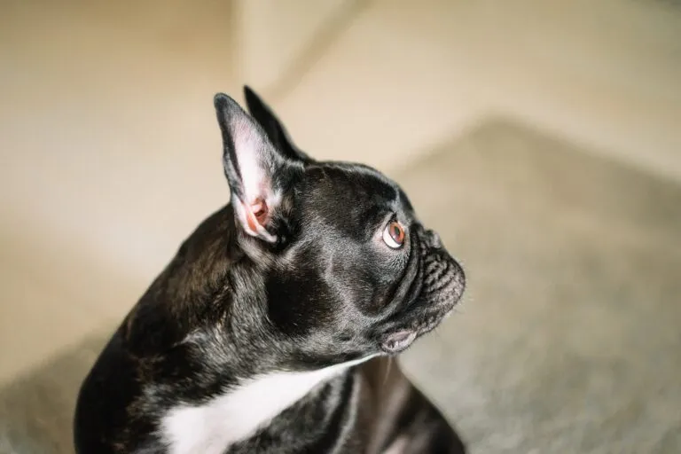 Bulldog Francez uitându-se la ceva