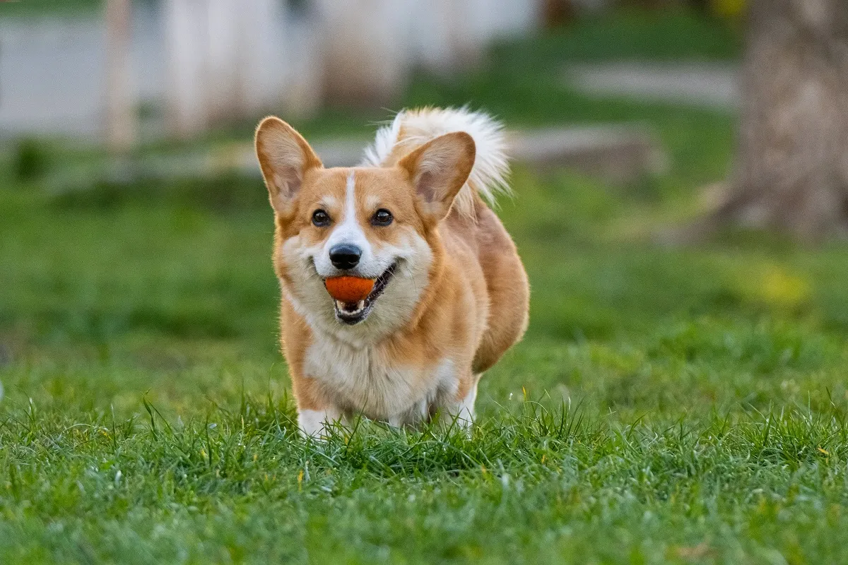 Corgi jucându-se