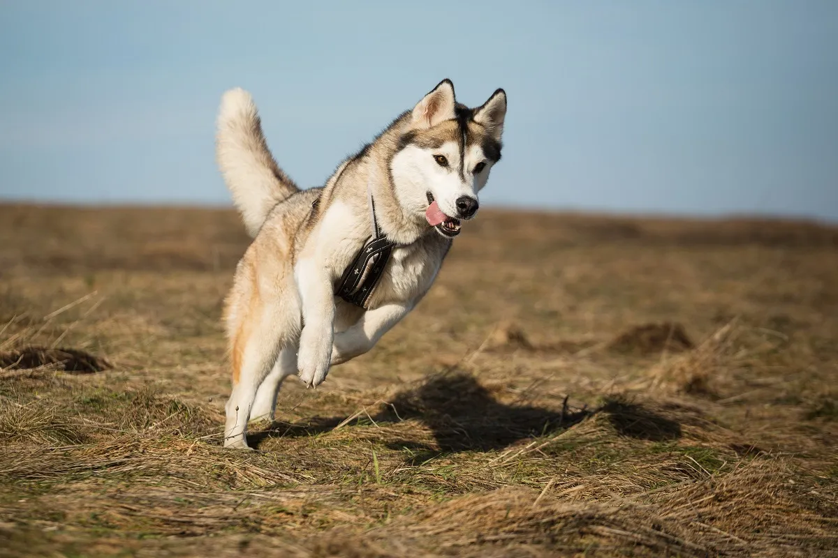 Husky Siberian alergând