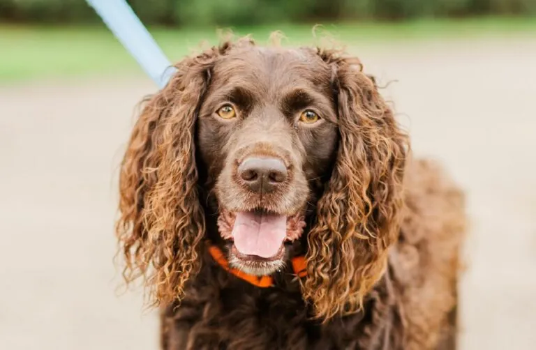 Portret vertical Boykin Spaniel