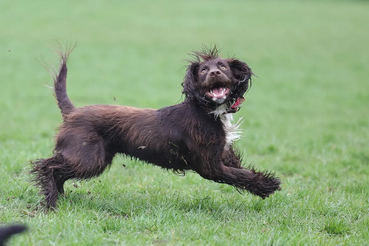 Boykin Spaniel amuzant