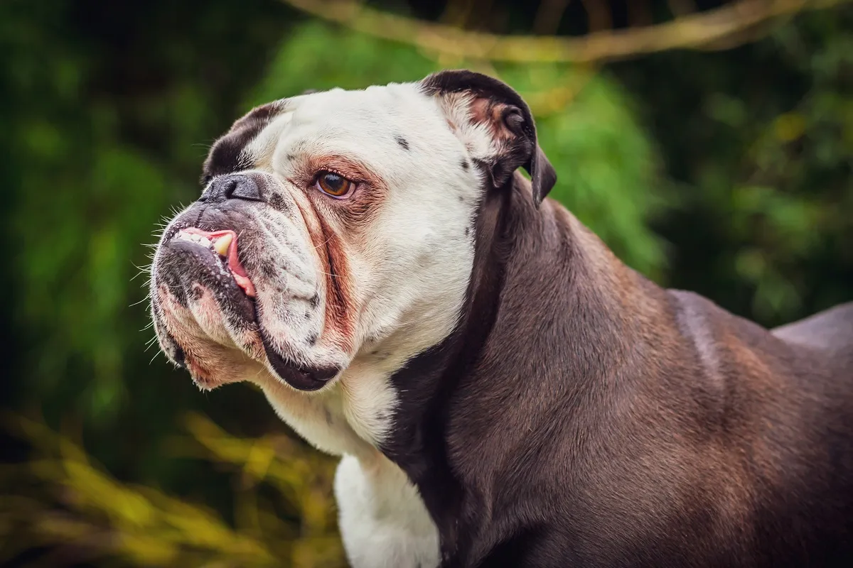 Bulldog Englez de linie veche