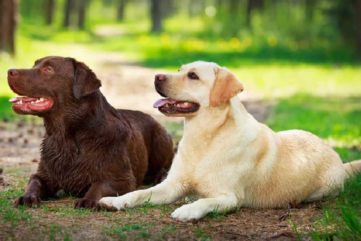 Doi Labradori Retrieveri