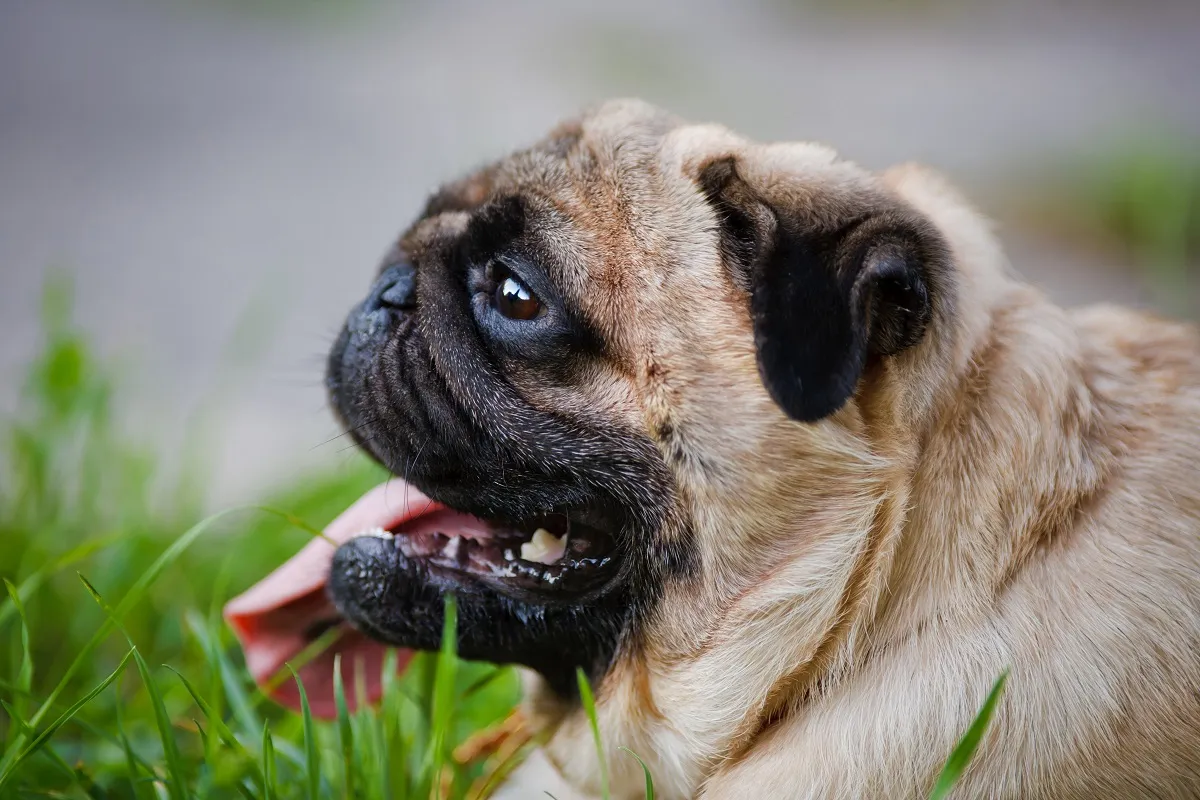 Mops amuzant
