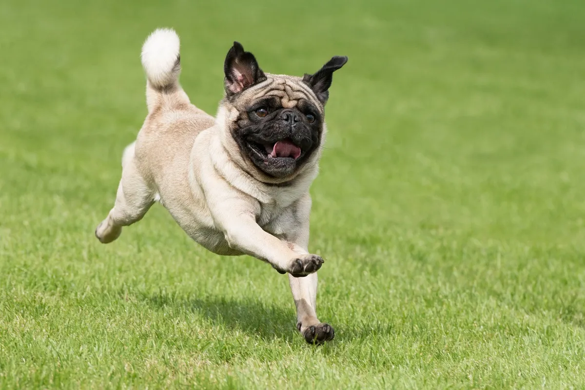 Mops alergând