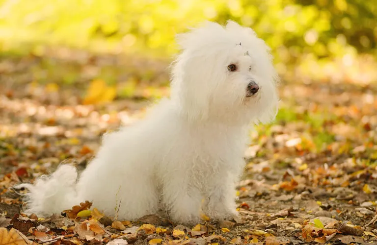 Bichon Bolognez în parc