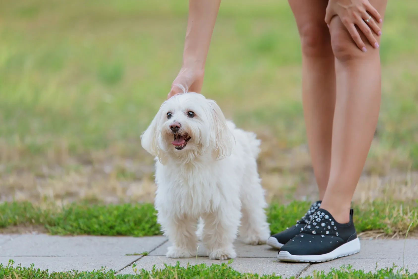 Om mângâind un Bichon Bolognez
