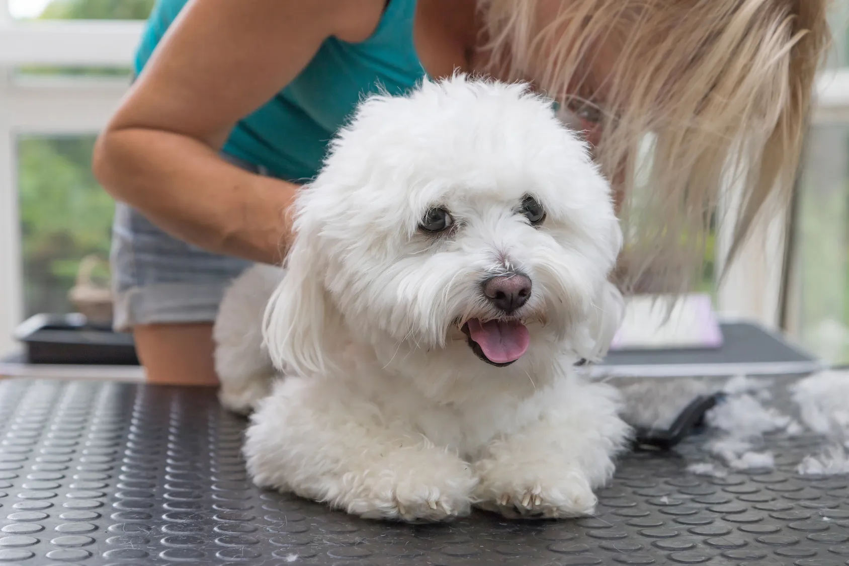 Îngrijirea spatelui unui Bichon Bolognez
