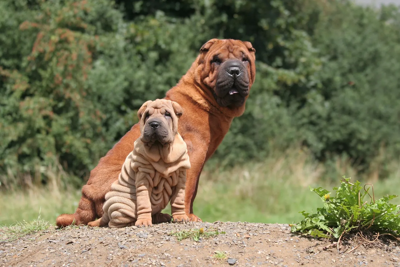 Două generații de Shar Pei
