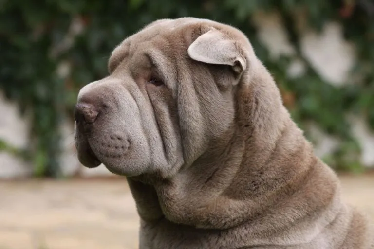 Portret Shar Pei cu entropion