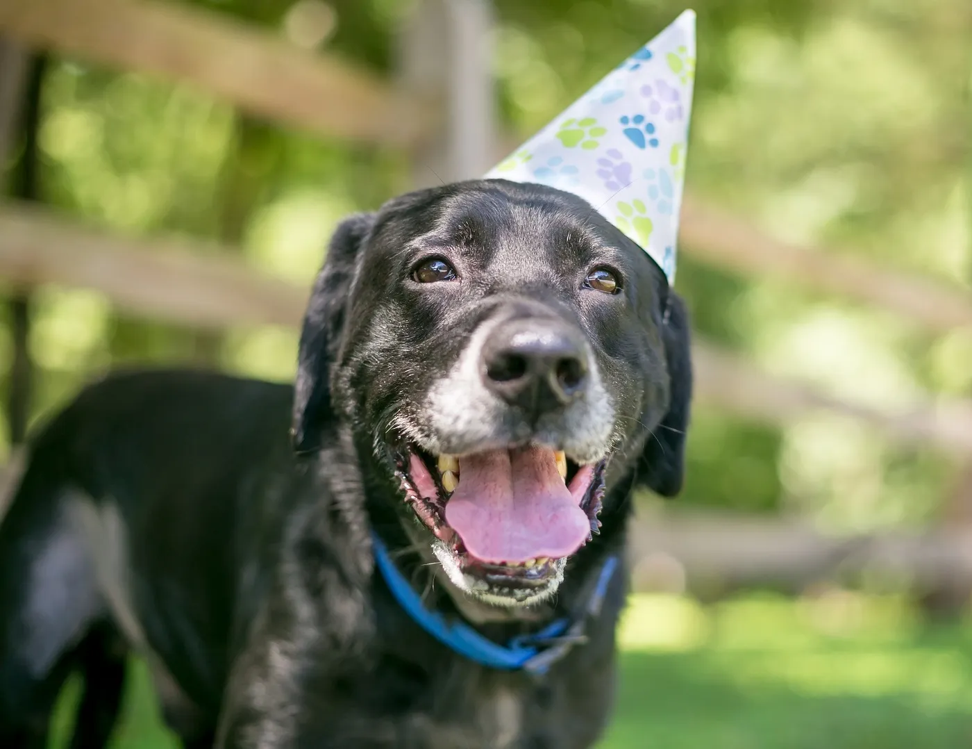 Un Labrador Retriever negru purtând un coif