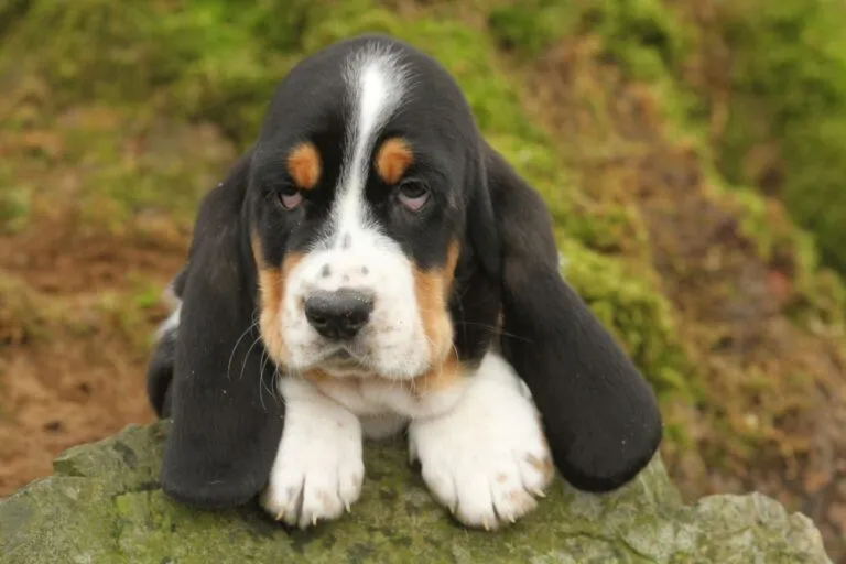 Basset Hound cu privire tristă