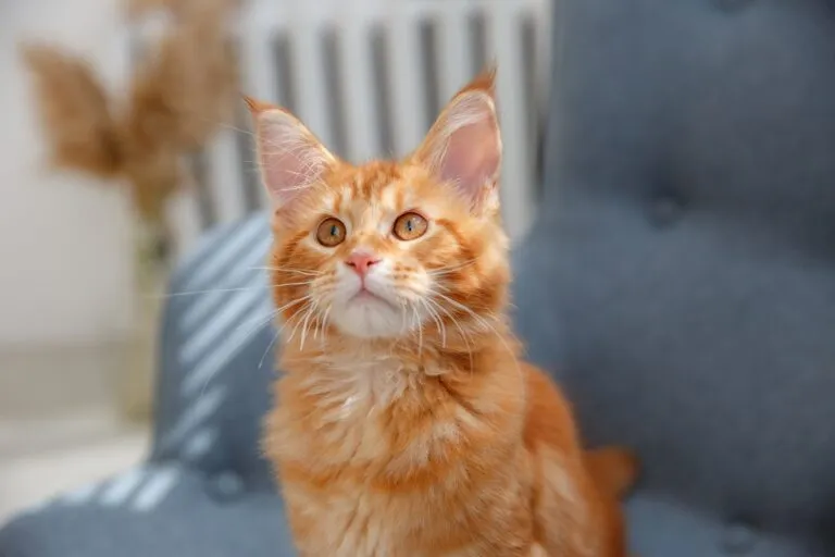 Portret pisică roșcată pe un scaun