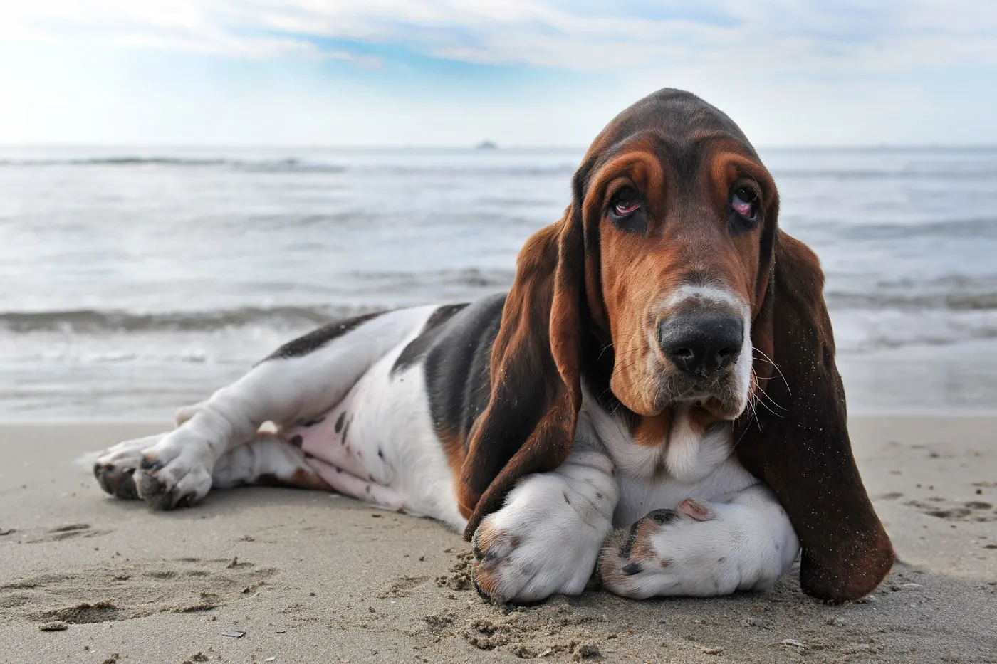 Basset Hound la plajă