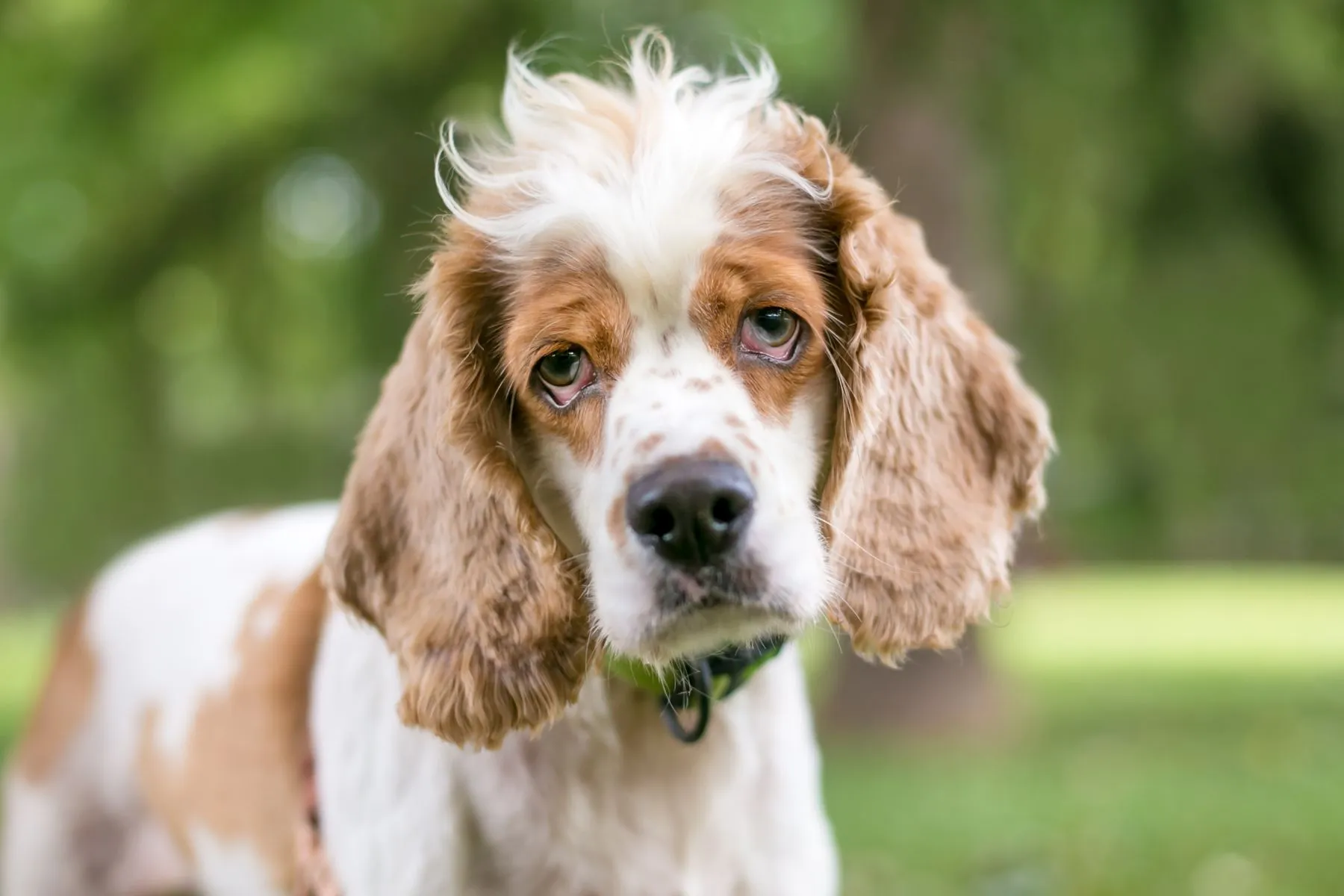 Un Cocker Spaniel cu ectropion