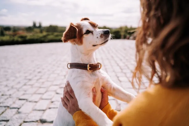 Un câine uitându-se la stăpâna lui