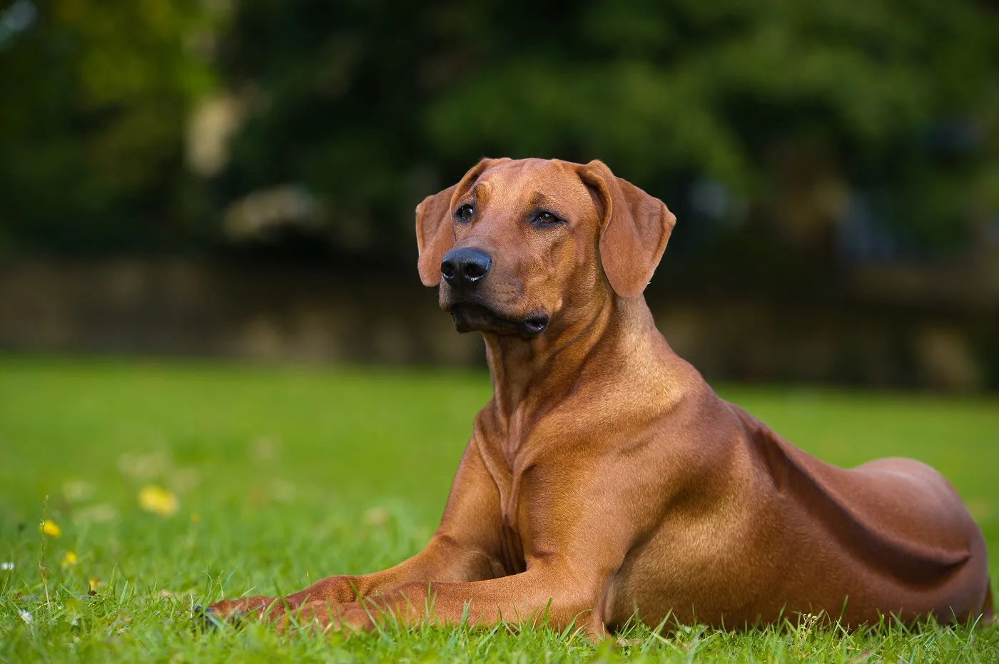 Rhodesian Ridgeback frumos