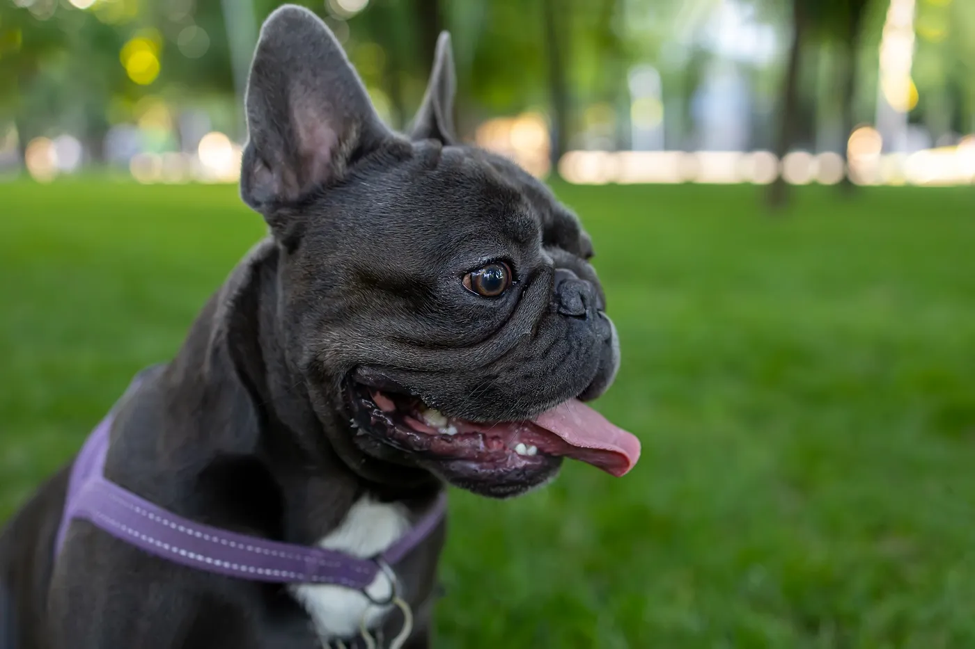 Bulldog Francez portret