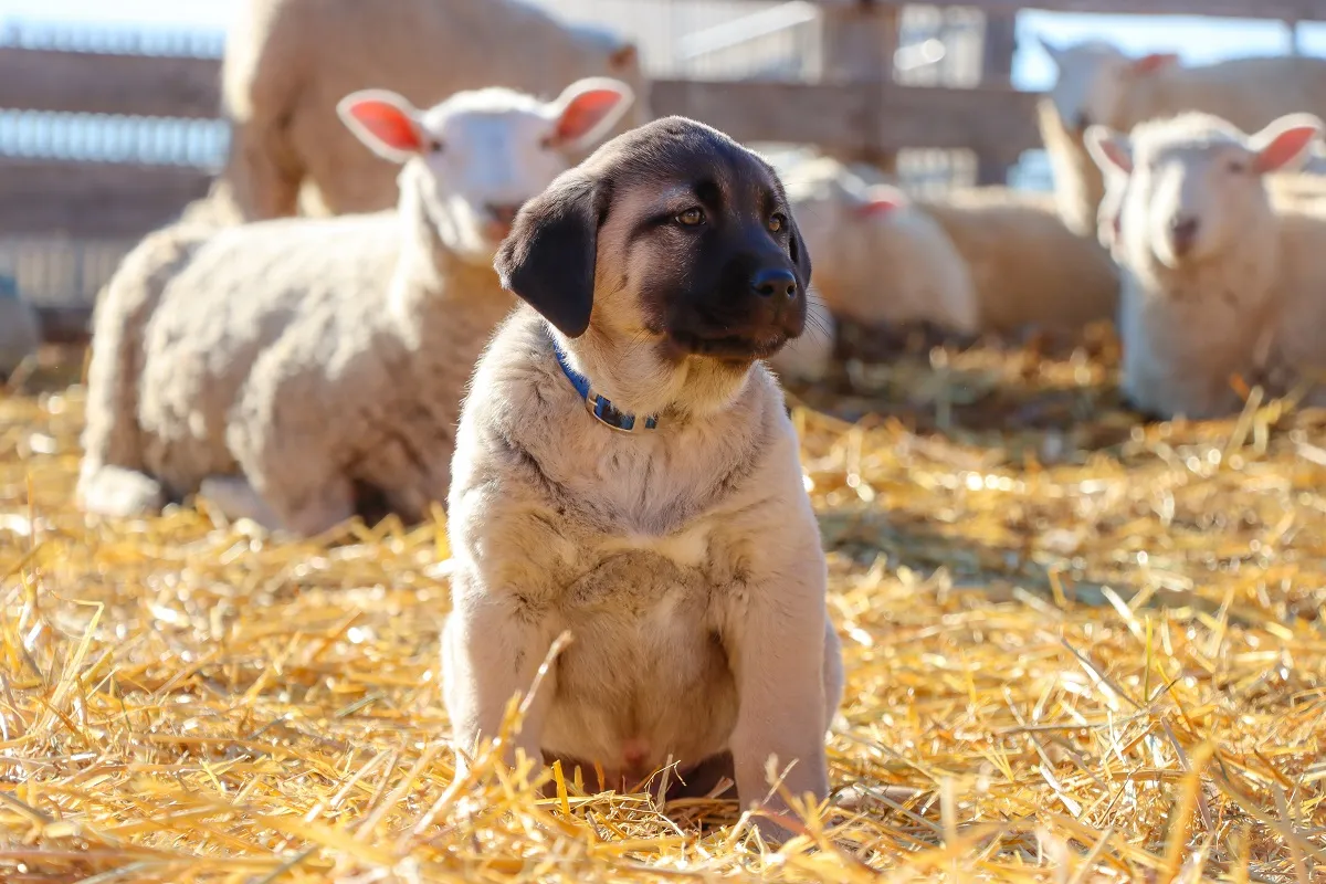 Pui de Kangal Turcesc lângă oi