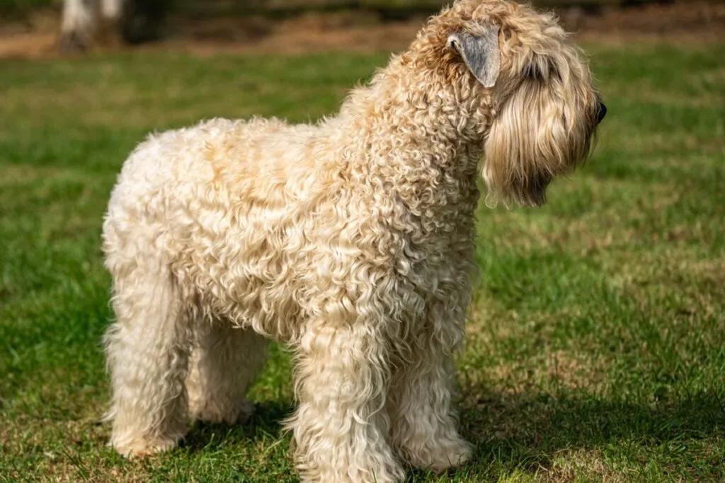 Soft Coated Wheaten Terrier stând în picioare, uitându-se în dreapta