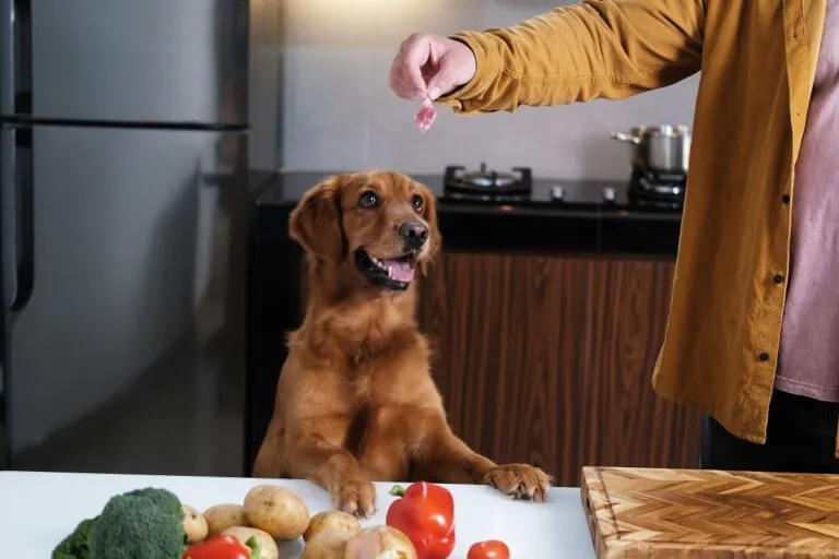 Un Golden Retriever în fața unei bucăți de carne oferite de stăpân