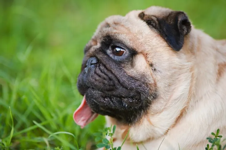 Mops amuzant
