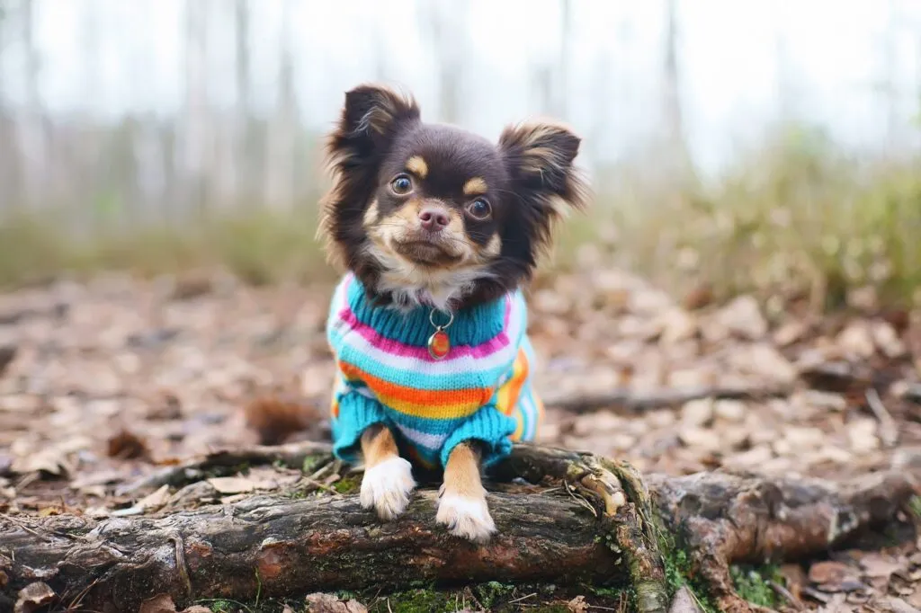 Chihuahua tânăr pe un copac într-un pulover făcut acasă