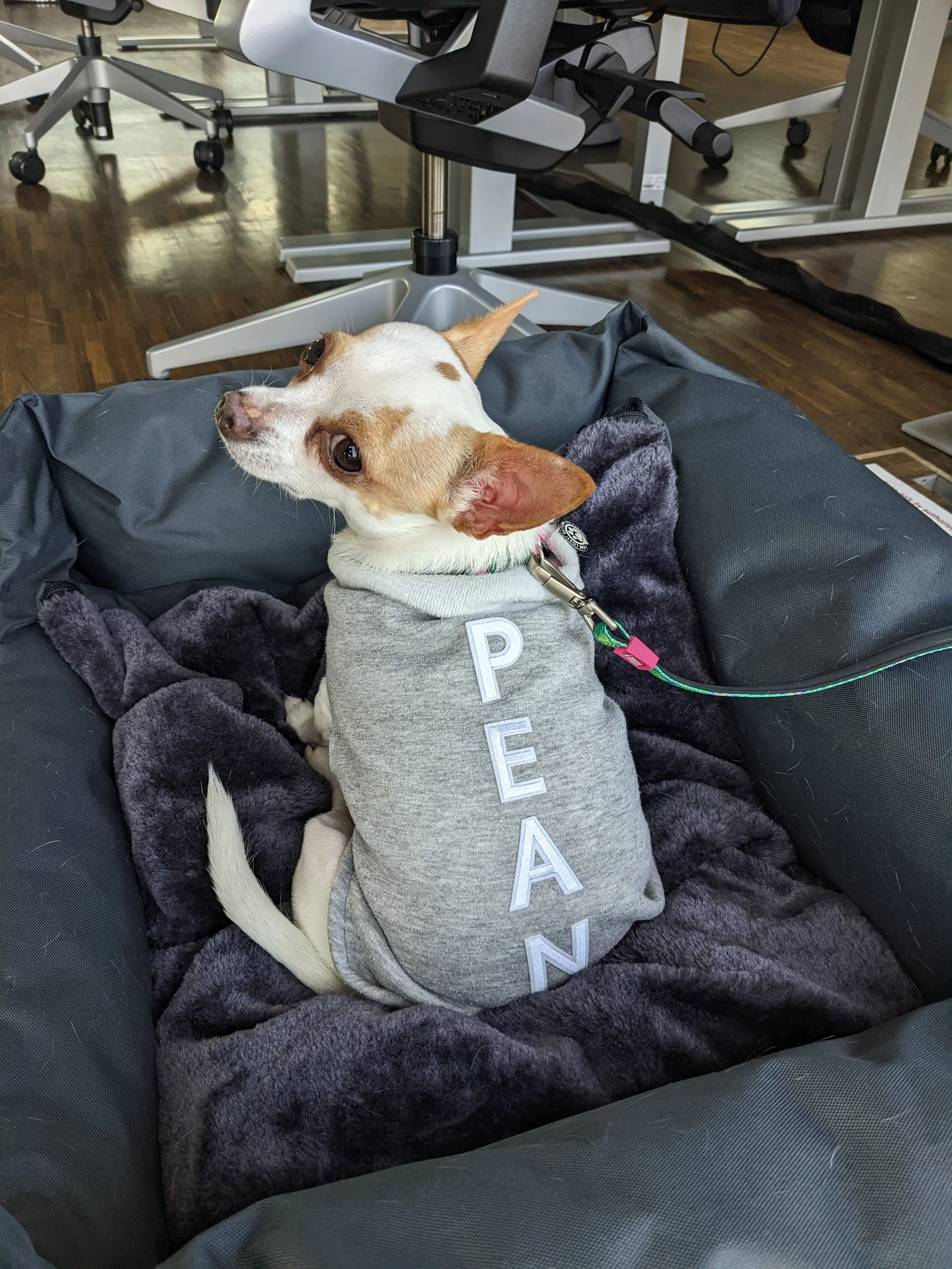 Peanut într-un pulover făcut acasă
