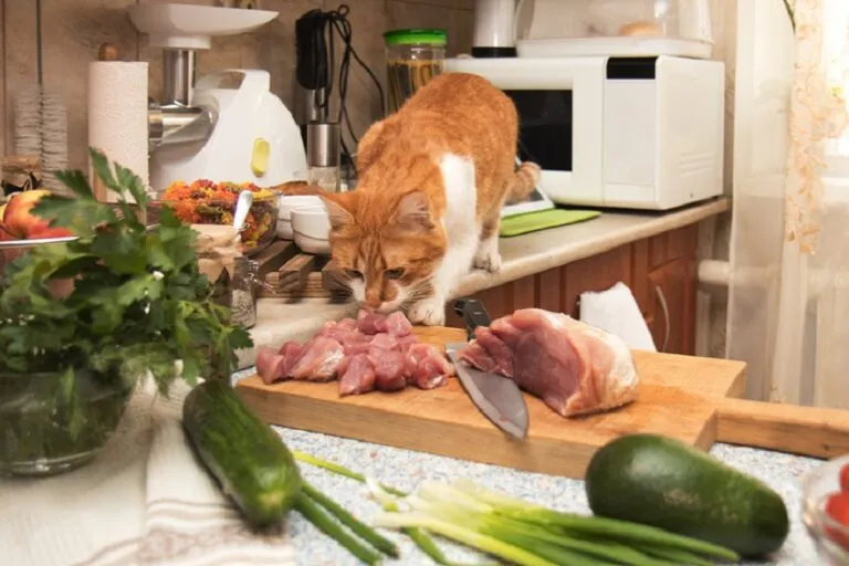 Pisică roșcată drăguță furând mâncare