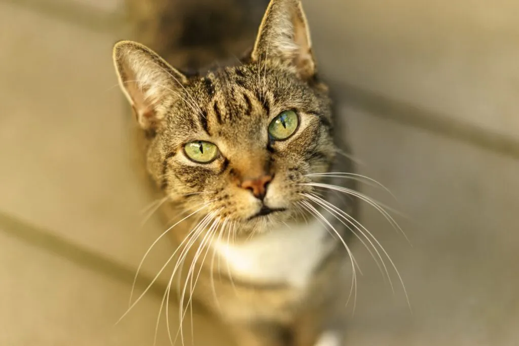 Portret European Shorthair